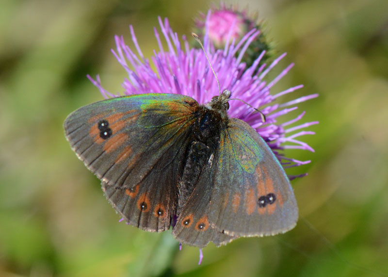 Erebia carmenta: riflessi